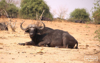 buffle big five safari afrique botswana